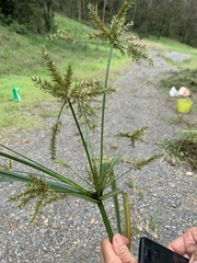 Cyperus exaltatus