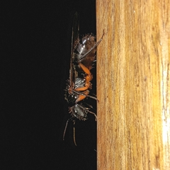 Camponotus renggeri