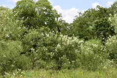 Mimosa glutinosa