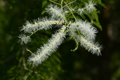 Mimosa glutinosa