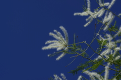 Mimosa glutinosa