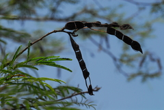 Mimosa glutinosa