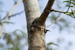 Mimosa glutinosa