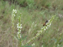 Apis mellifera