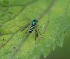 Diptera