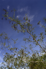 Mimosa glutinosa