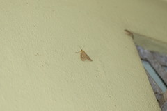 Asota plaginota