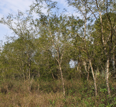 Mimosa glutinosa