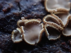 Trichopeziza