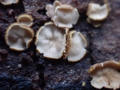 Trichopeziza