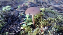 Psilocybe tasmaniana