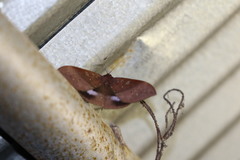 Ischyja marapok