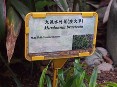 Murdannia bracteata