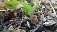 Psilocybe tasmaniana
