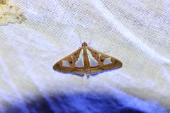 Glyphodes bivitralis