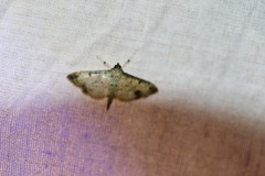 Herpetogramma cynaralis
