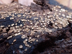 Trichopeziza