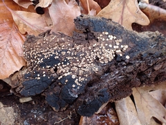 Trichopeziza