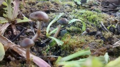 Psilocybe tasmaniana