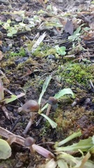 Psilocybe tasmaniana