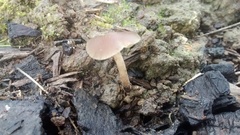 Psilocybe tasmaniana