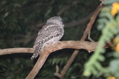 Podargus strigoides strigoides