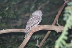 Podargus strigoides strigoides