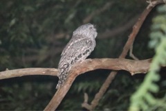 Podargus strigoides strigoides