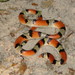 Scarletsnakes - Photo (c) Craig McIntyre, some rights reserved (CC BY-NC), uploaded by Craig McIntyre