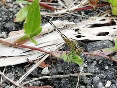 Diplacodes trivialis