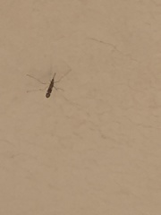 Anopheles punctipennis