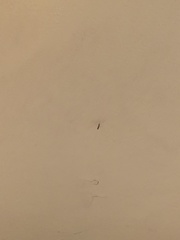 Anopheles punctipennis