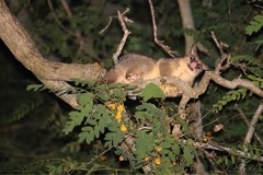 Trichosurus vulpecula