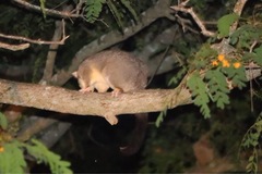 Trichosurus vulpecula