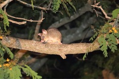 Trichosurus vulpecula