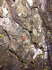 Neosteingelia texana