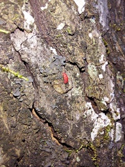 Neosteingelia texana