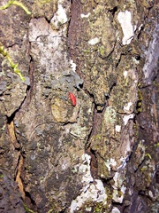 Neosteingelia texana