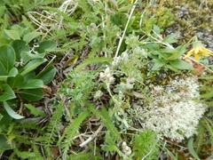 Antennaria alpina