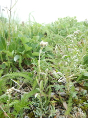 Antennaria alpina