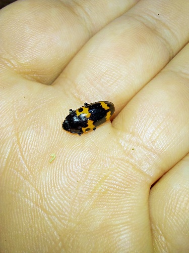 Red-banded Fungus Beetle photo 3