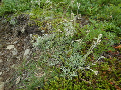 Antennaria alpina