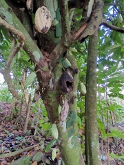 Theobroma cacao image