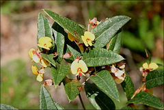 Platylobium parviflorum