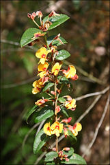 Platylobium parviflorum
