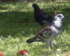Columba livia domestica