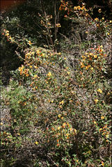 Platylobium parviflorum