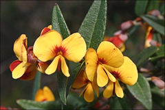 Platylobium parviflorum