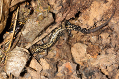 Plethodon caddoensis