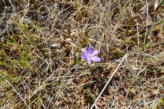 Brodiaea